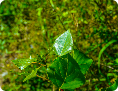 Green Economy (Environment and Circular)